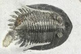Doublle Mrakibina Trilobite Plate - Mrakib, Morocco #245526-1